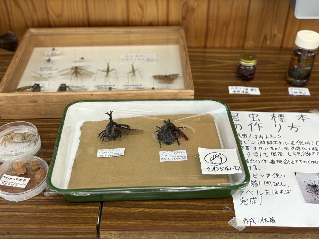 文化祭生物部④