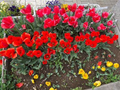 250411チューリップ花壇3