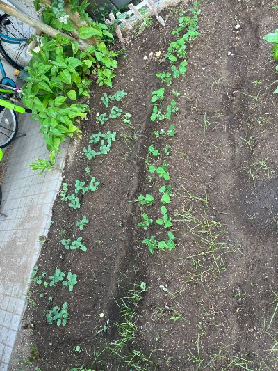 250630芽（きゅうり・枝豆）