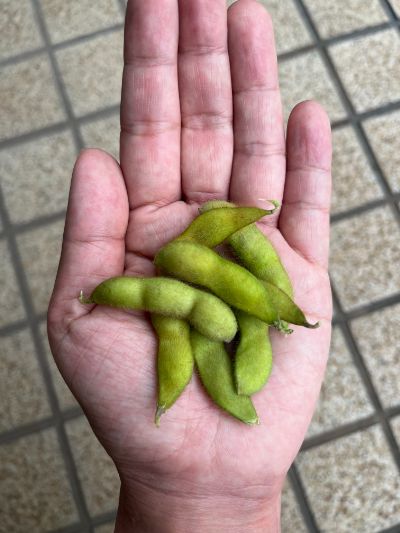 251003枝豆5