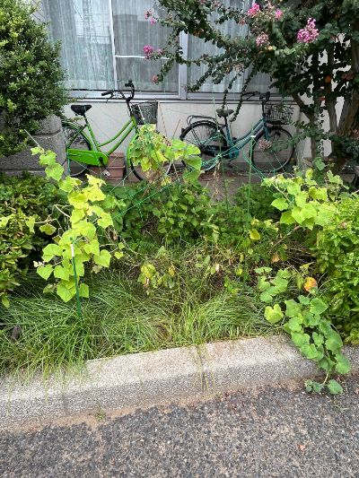 251003畑