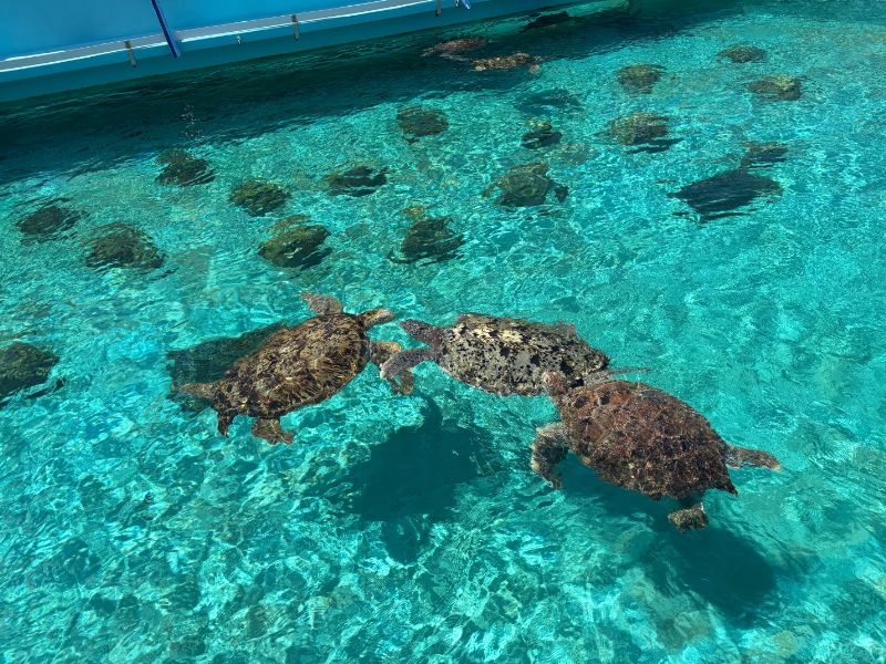 美ら海水族館_05