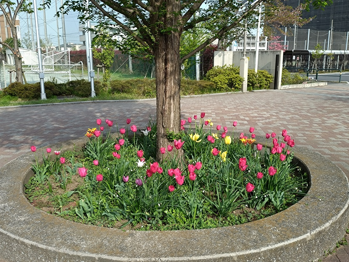 R7チューリップ２.JPG