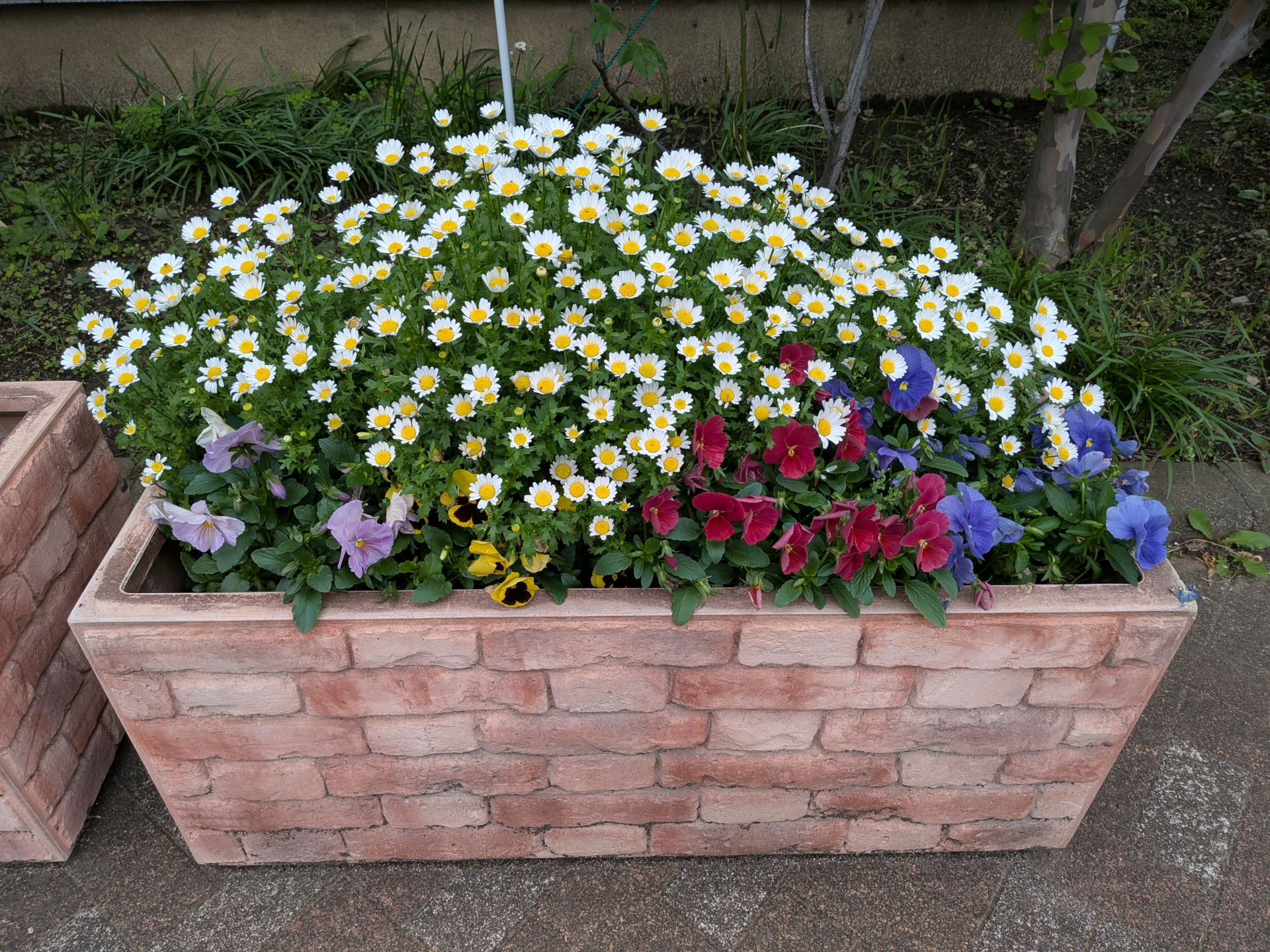 コンテナの花