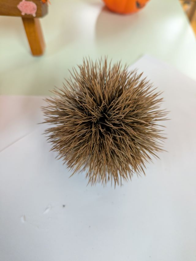 PXL_20251008_065941512