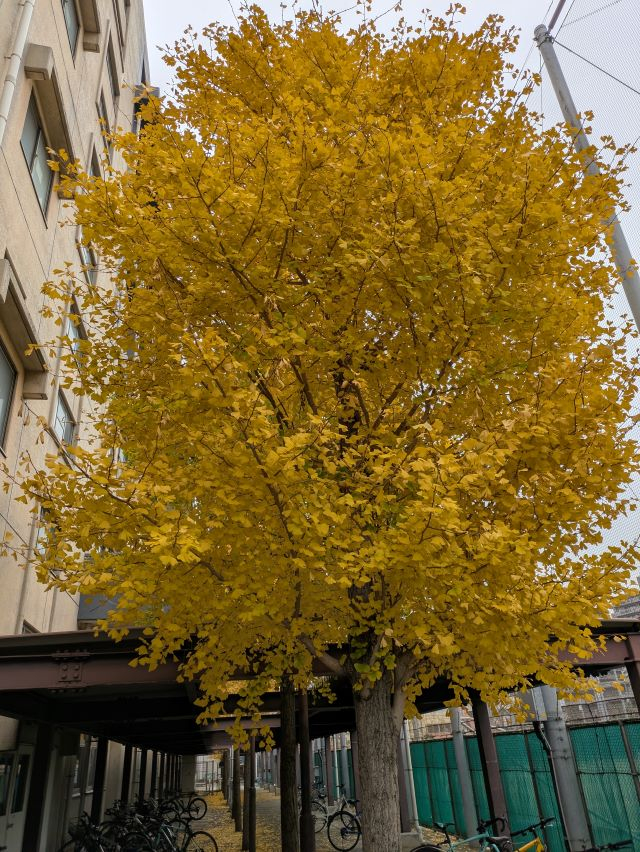 PXL_20251203_035448936