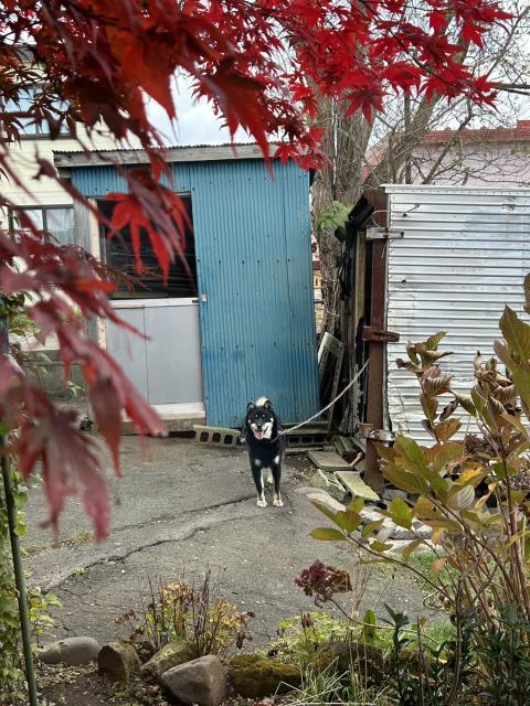 ヒロ　癒しの北海道犬