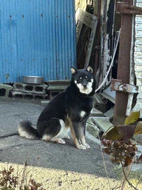 ヒロ　こっちを見てる癒しの北海道犬