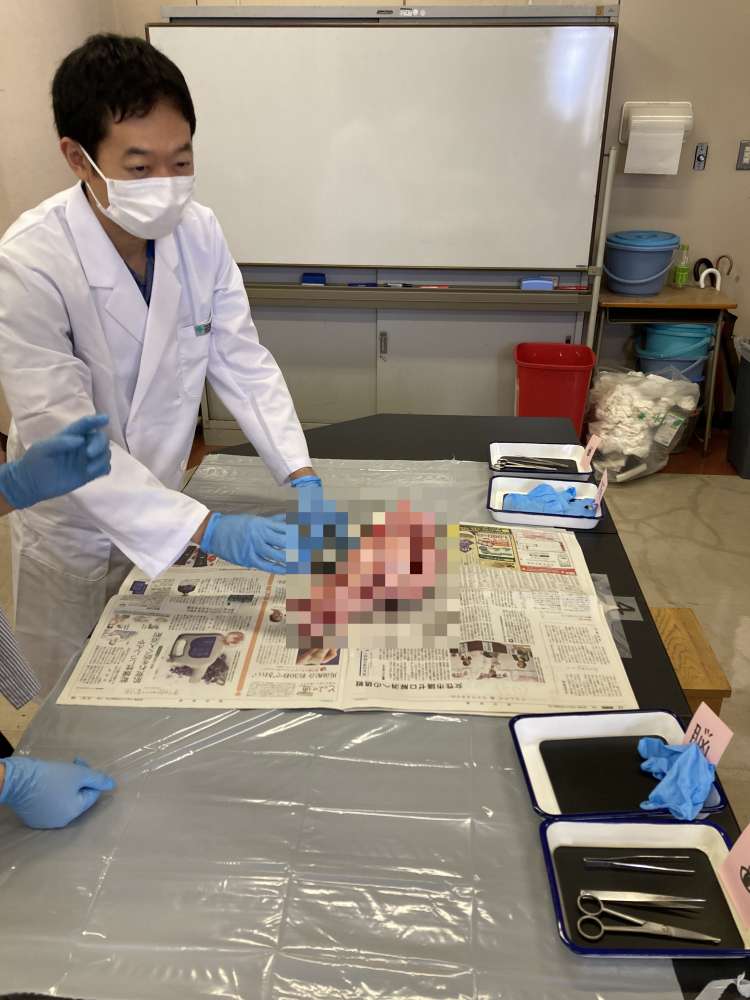 pig11