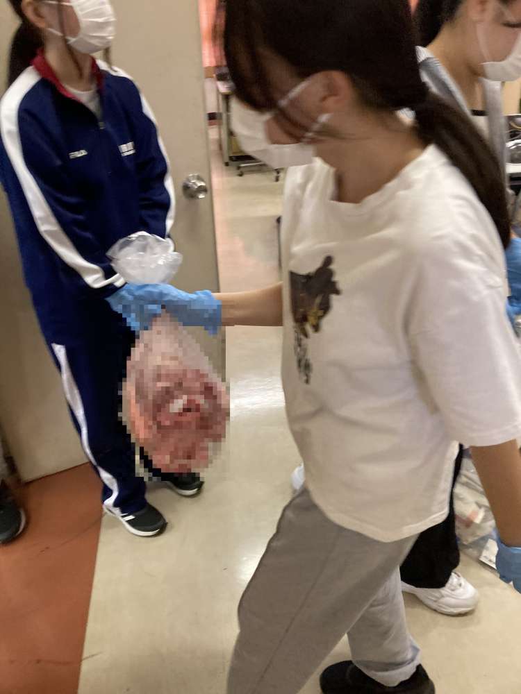 pig14