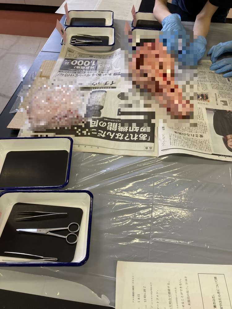 pig3