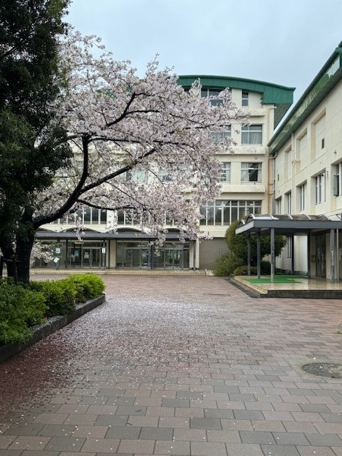 入学桜