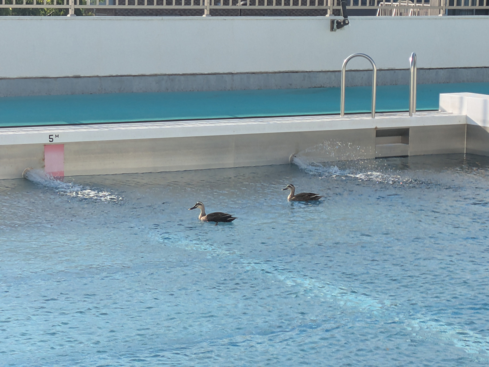 PXL_20260428_073242168.MP