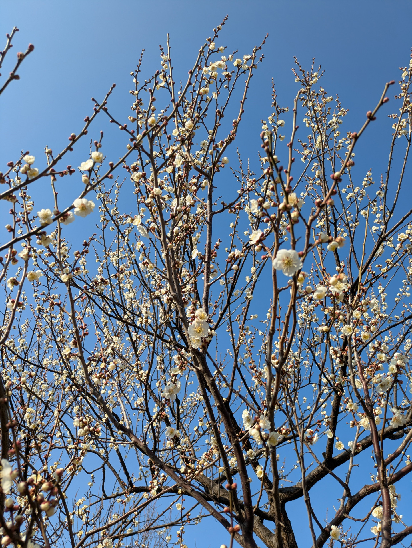 三商ロードの梅