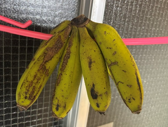バナナ３日目
