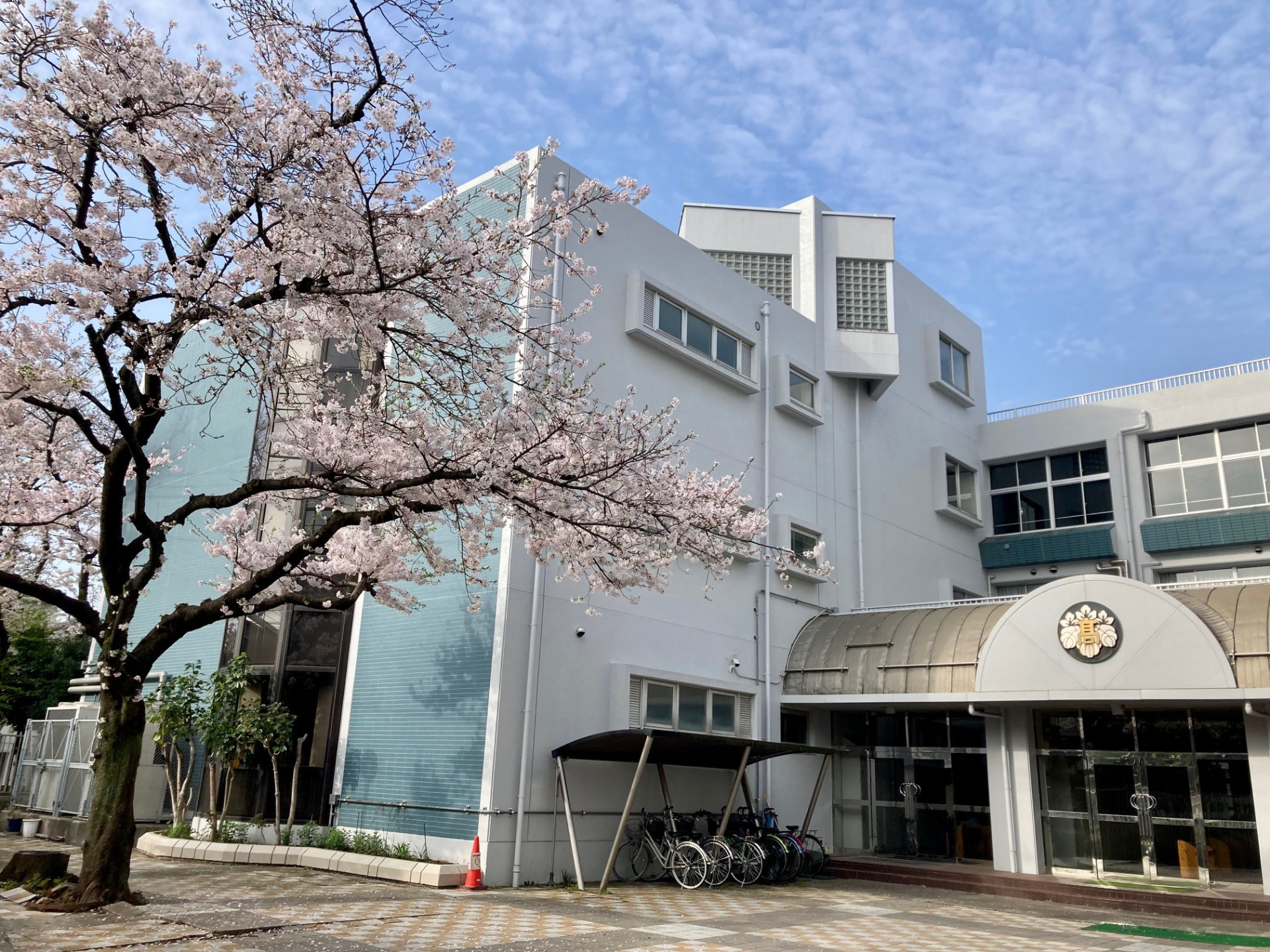 昇降口桜