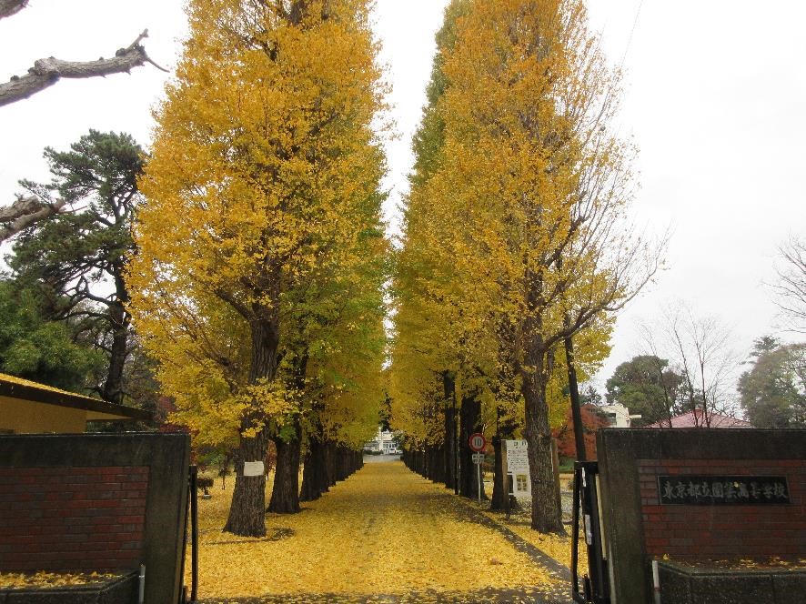 ginko05