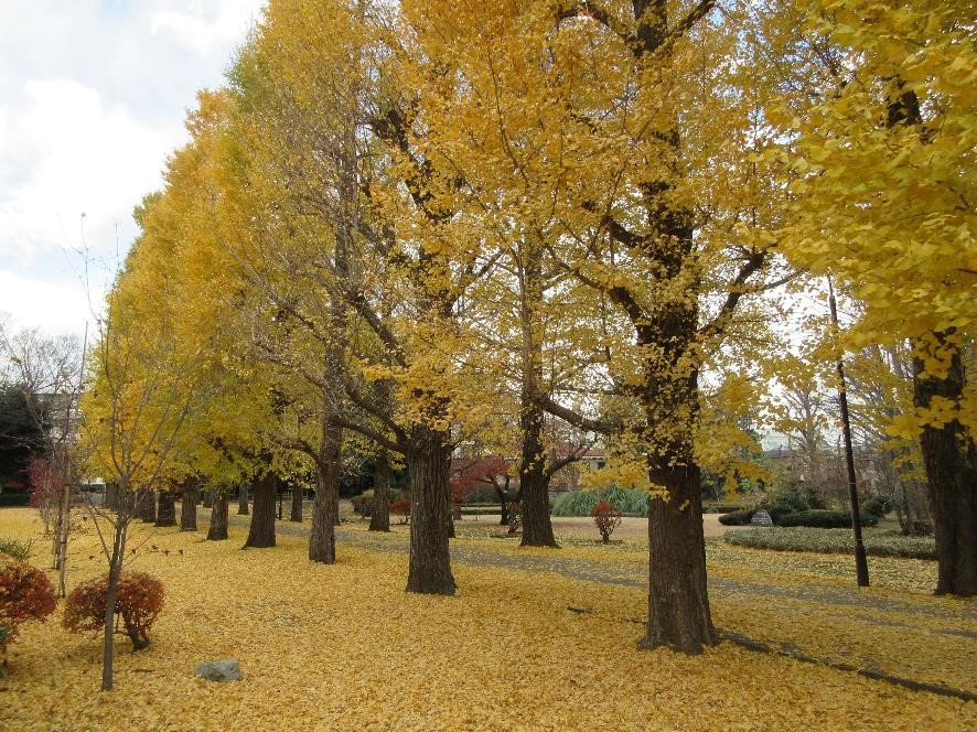 ginko07.jpg