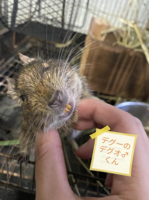 動物科(Animal department)紹介 ｜ 東京都立園芸高等学校