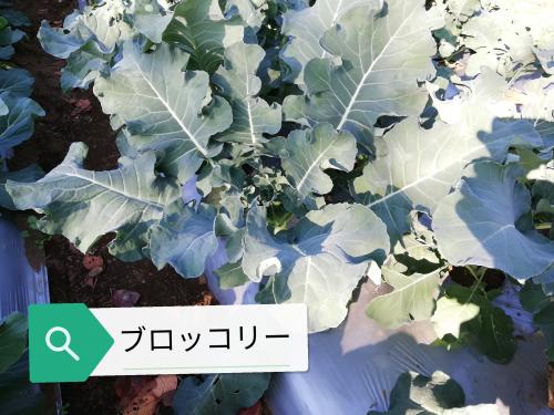 20201113A_野菜栽培3.jpg