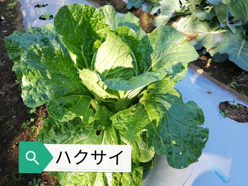 20201113A_野菜栽培4.jpg