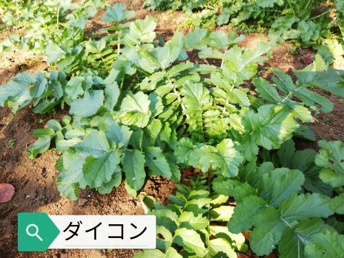 20201113A_野菜栽培1.jpg