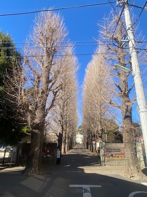 イチョウ0