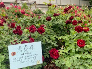 バラ園公開5
