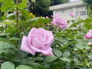 バラ園公開２