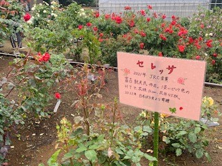 バラ園公開３