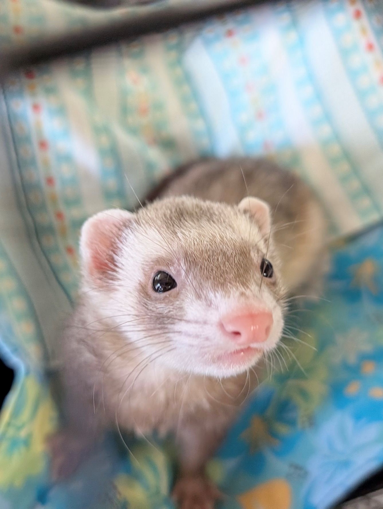 フェレット