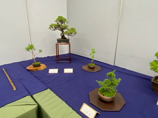 小品盆栽展6