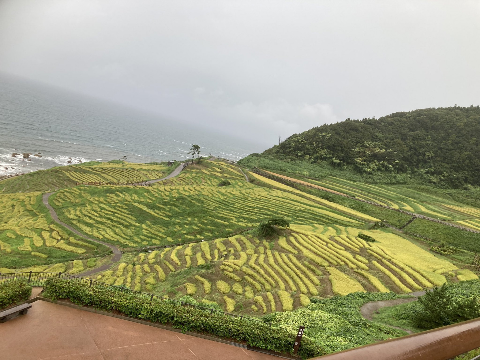 白米千枚田