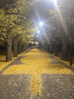落ち葉0