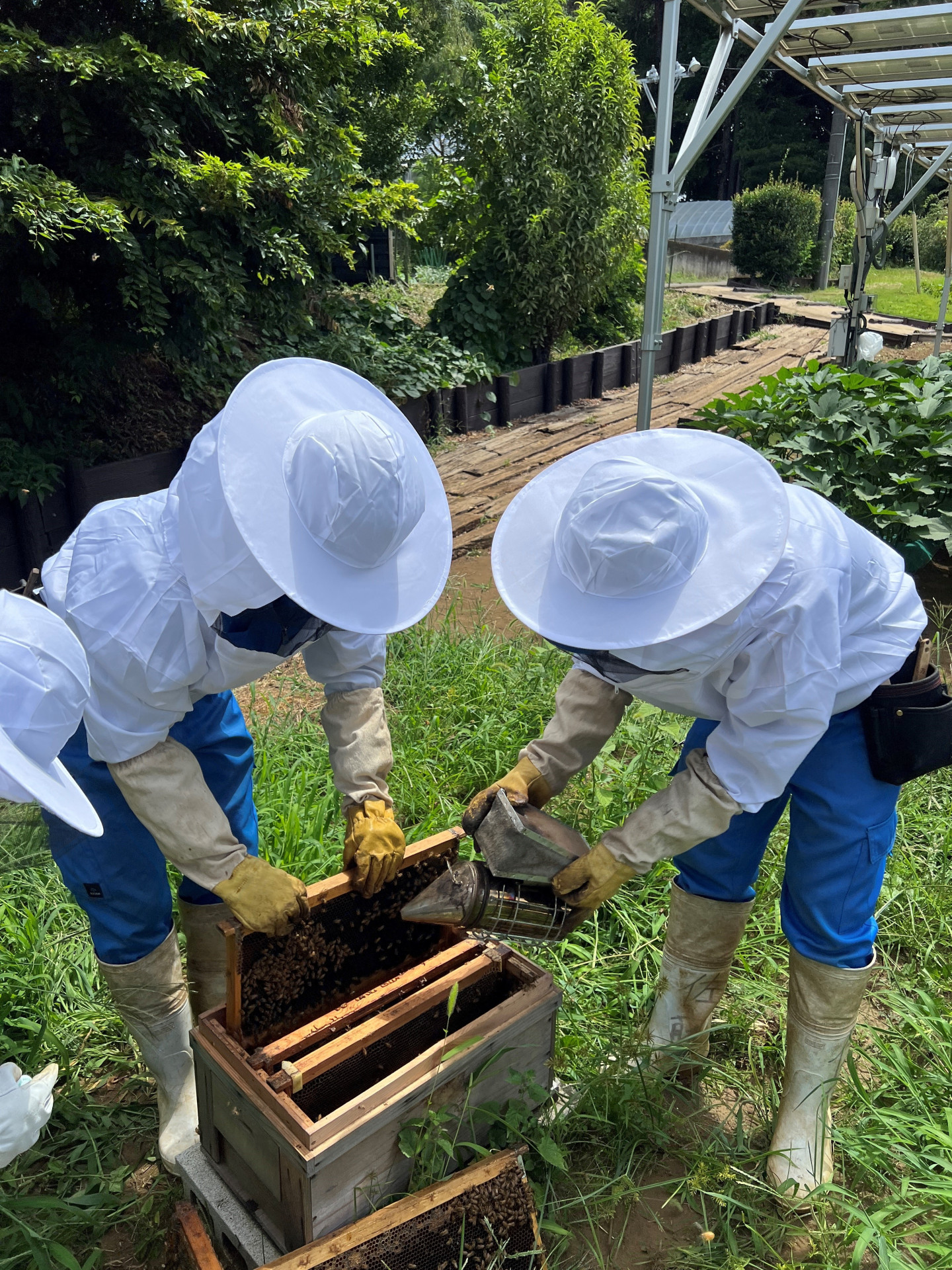 養蜂