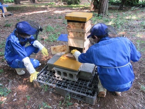 課題研究「養蜂」1
