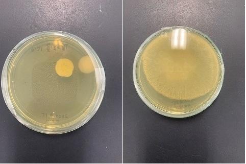 20200521微生物室機器紹介⑤空中落下細菌.jpg