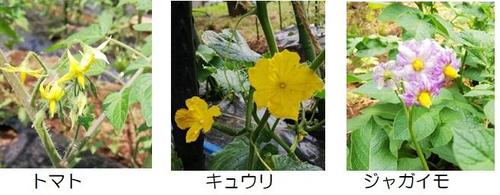 キュウリ、トマト、ナスの花.jpg