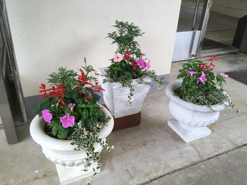 20200919H草花寄せ植え3.jpg