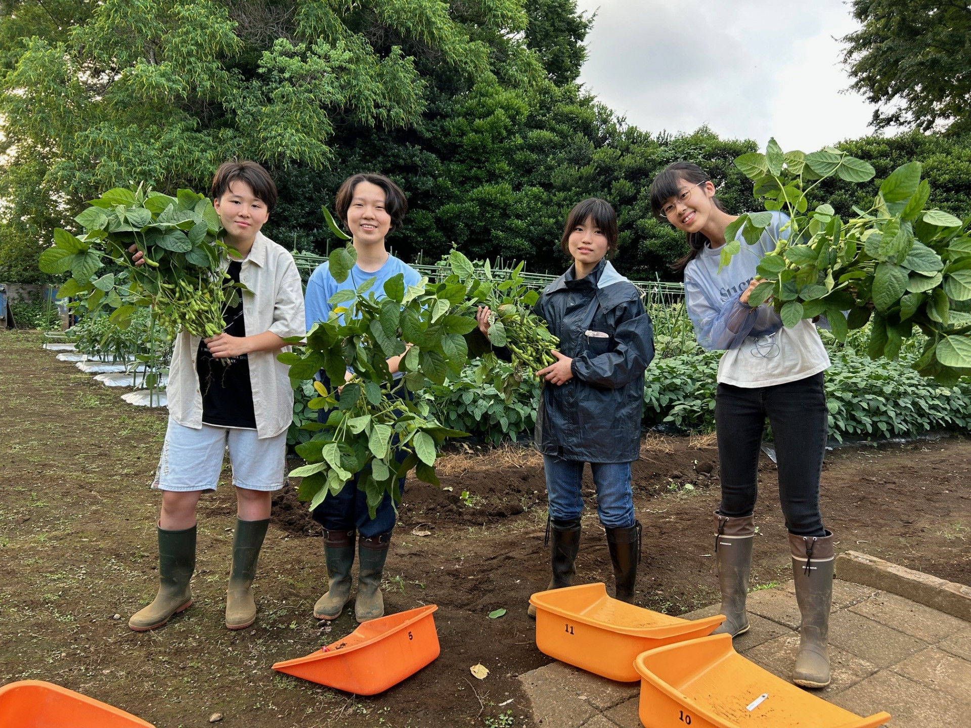エダマメ収穫