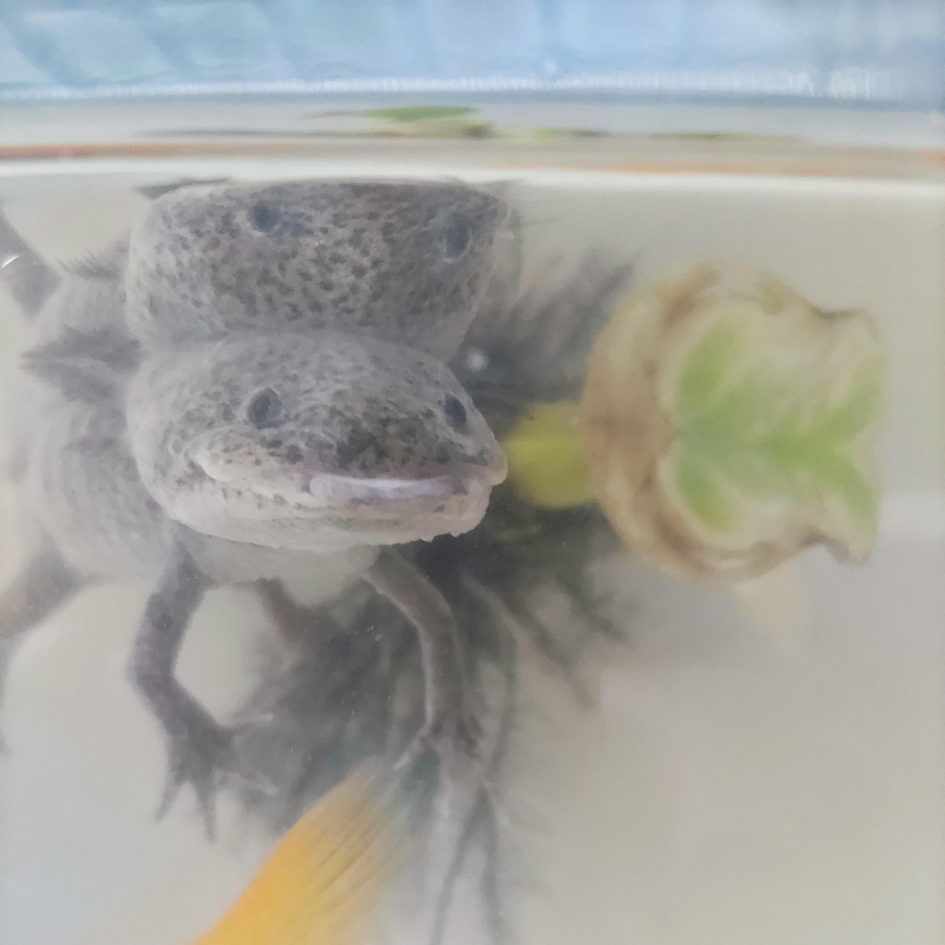 メディア