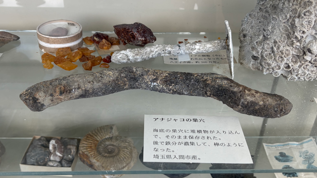 アナジャコの巣穴の化石