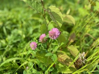 240521むらさきつめくさ