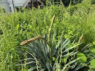 240521謎の草