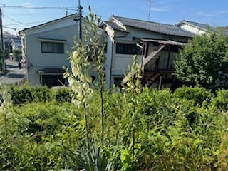 240611アスパラガス