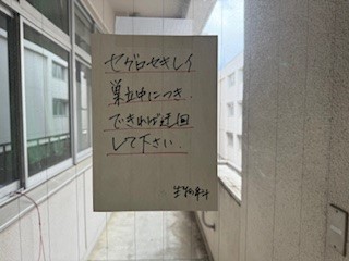 240625セグロセキレイ