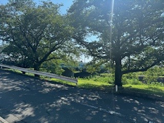 240723正門木陰