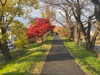 241205紅葉１