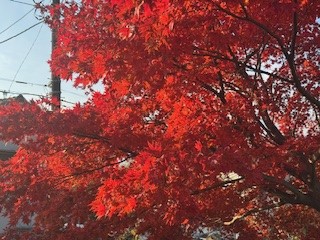 241205紅葉２