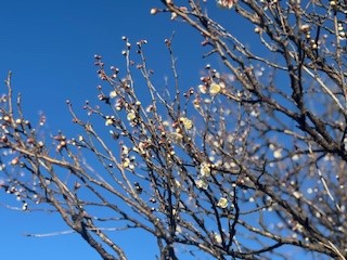 250220梅１